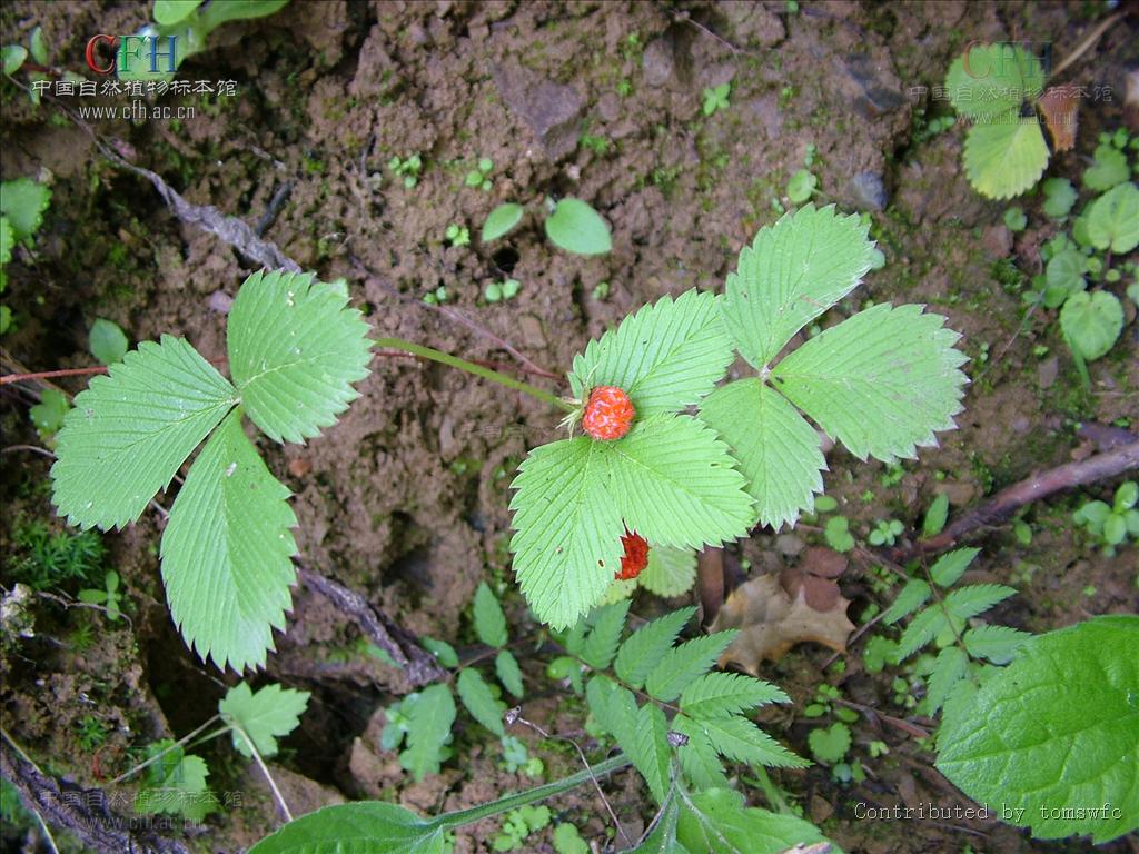 p>纤细草莓(学名:fragaria gracilis losinsk),又名地疯子,酒泡等.