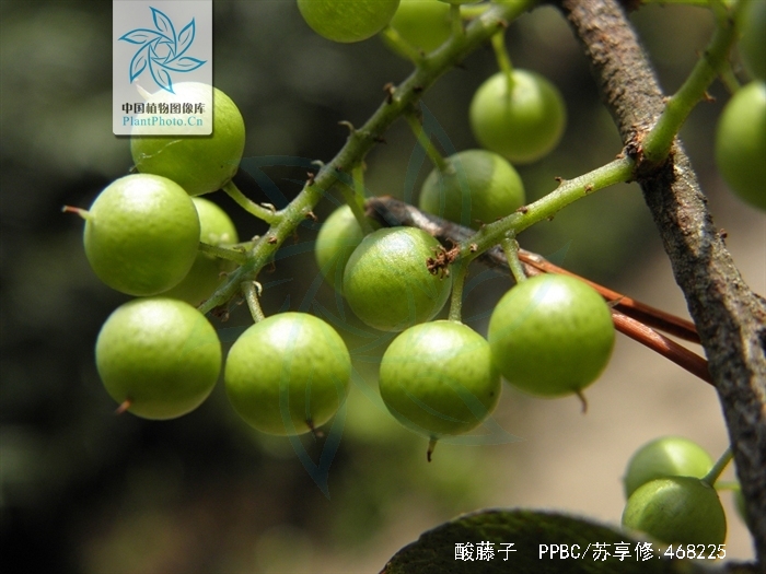 mez)为 a href="#">紫金牛科 /a> a href="#">酸藤子属 /a>下的一个