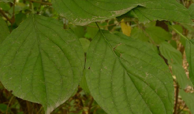  p>灰叶梾木(学名: i>swida poliophylla  /i>(schneid.