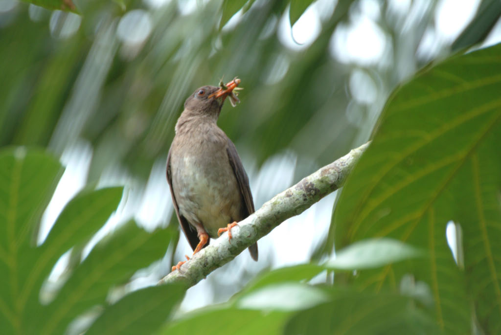  p>白颏鸫分布于中美洲(地处北美与南美之间,包括危地马拉,伯里兹