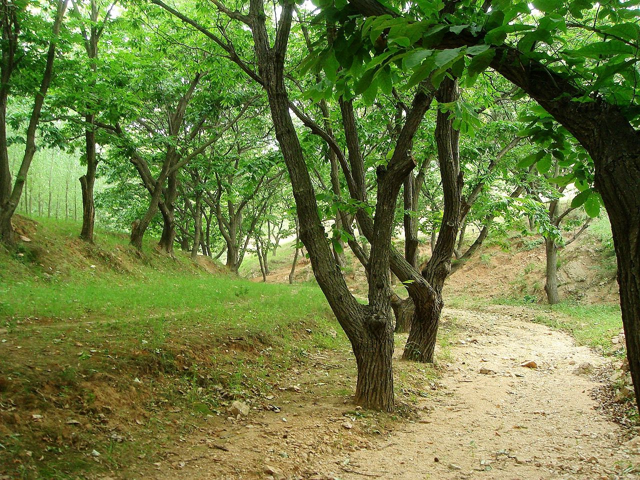 百骑大栗树