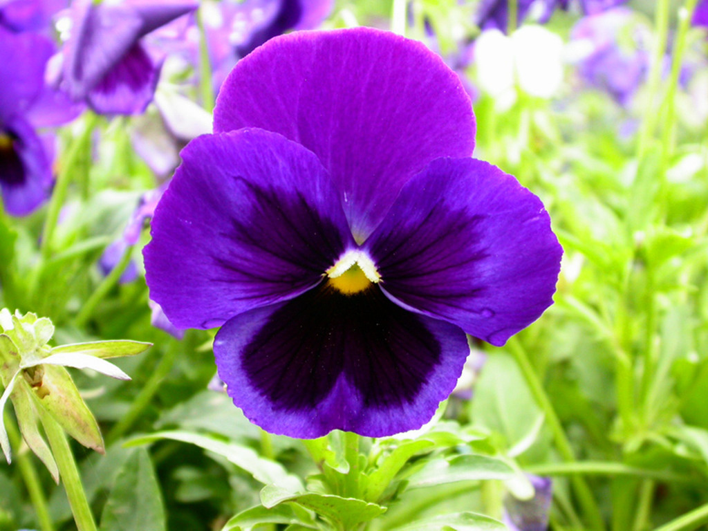  p>大花三色堇(学名: i>viola /i>  i>× /i>  i>wittrockiana /i>