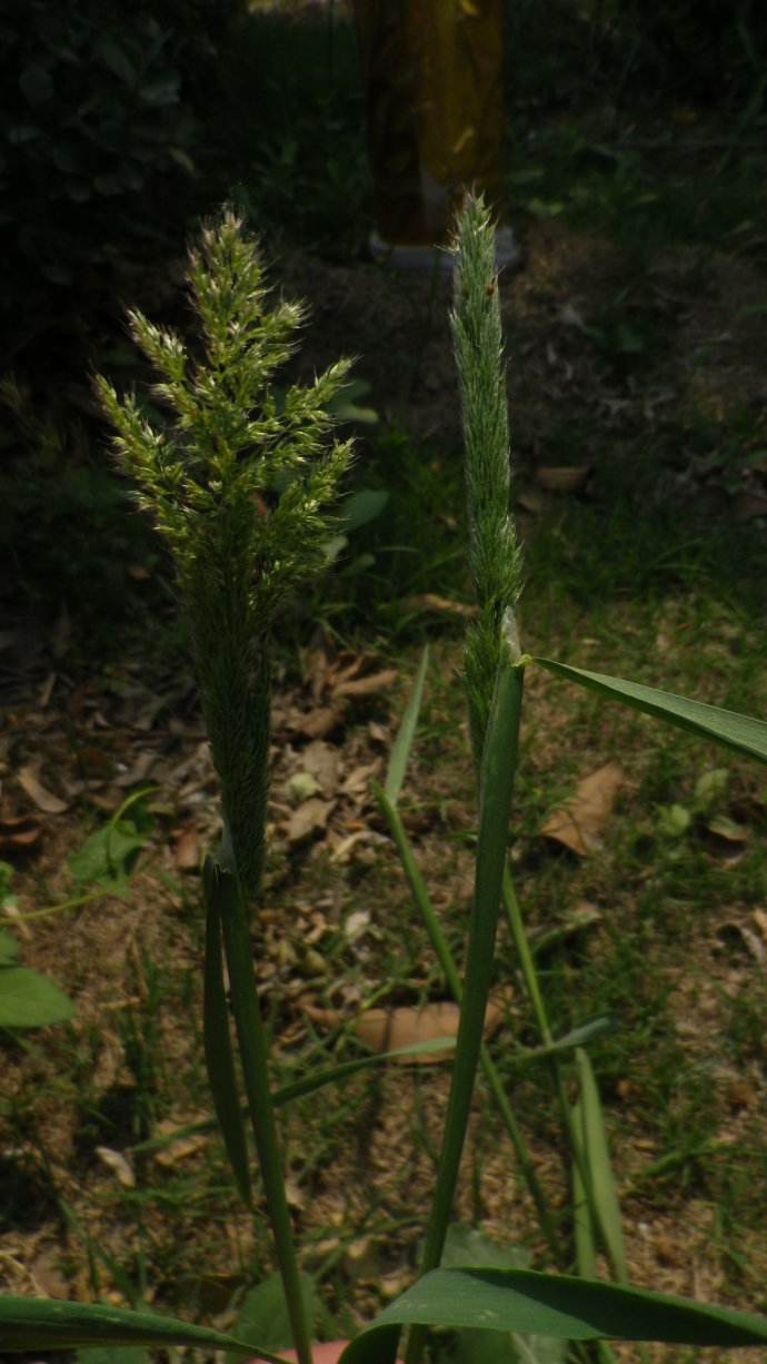  p>棒头草(学名: i>polypogon fugax /i> nees ex steud.
