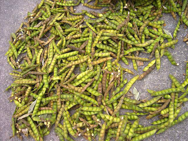  p>佛豆果(学名buddha bean fruit)又名 a targe