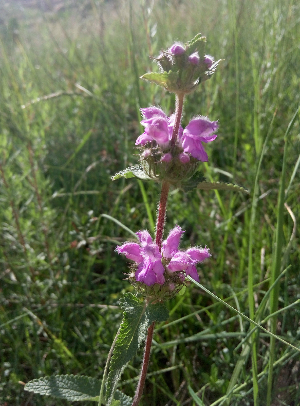  p>尖齿糙苏(学名:phlomis dentosa)是唇形科糙苏属植物.
