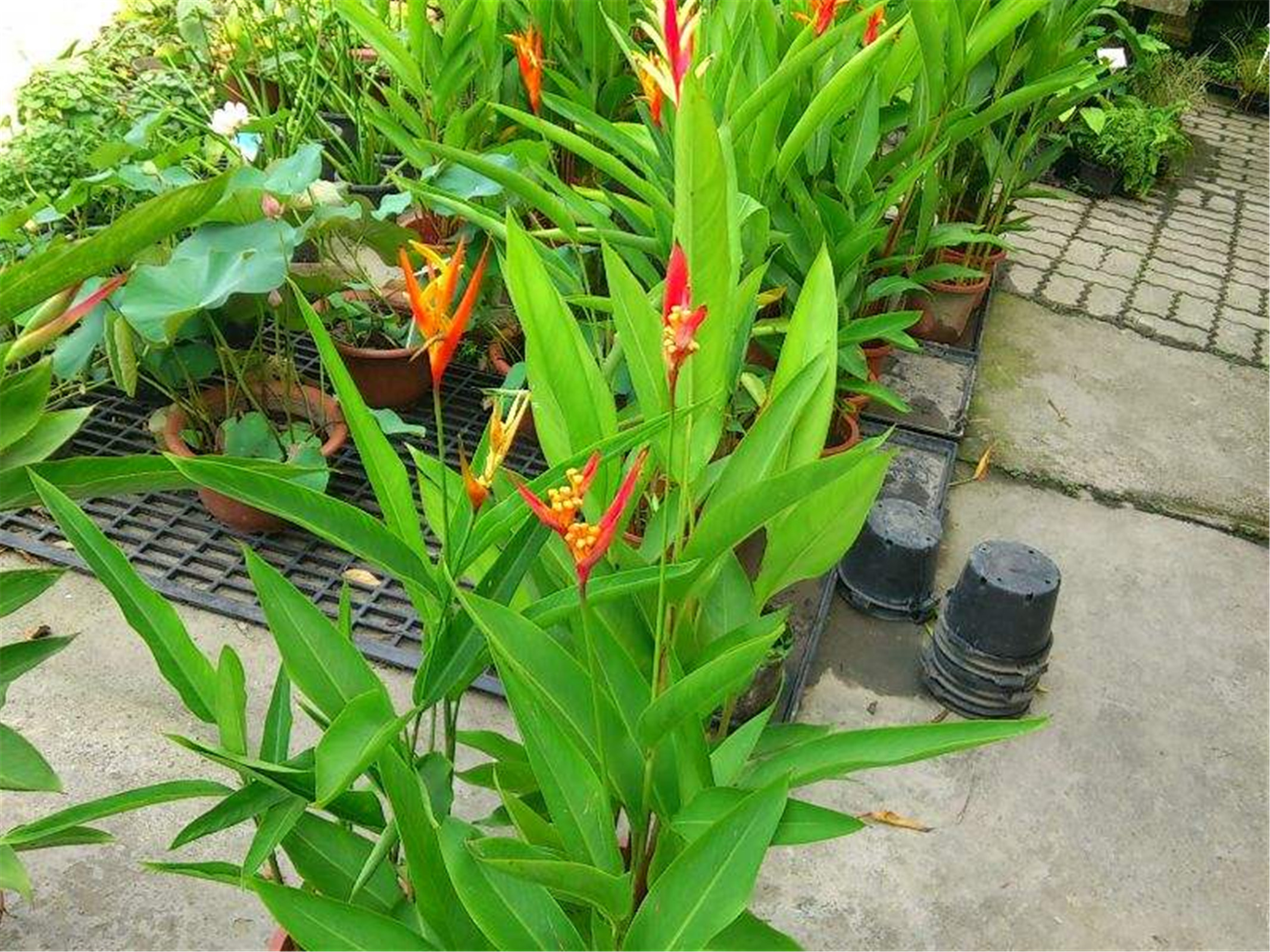class="ref" data-ctrid="tzai25hensqh">红鸟蕉是蝎尾蕉科蝎尾蕉属
