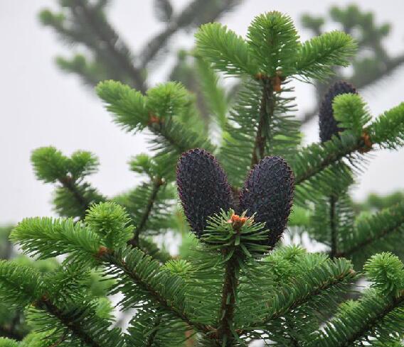  p>长苞冷杉(学名: i>abies georgei /i> orr)是松科冷杉属植物,乔木