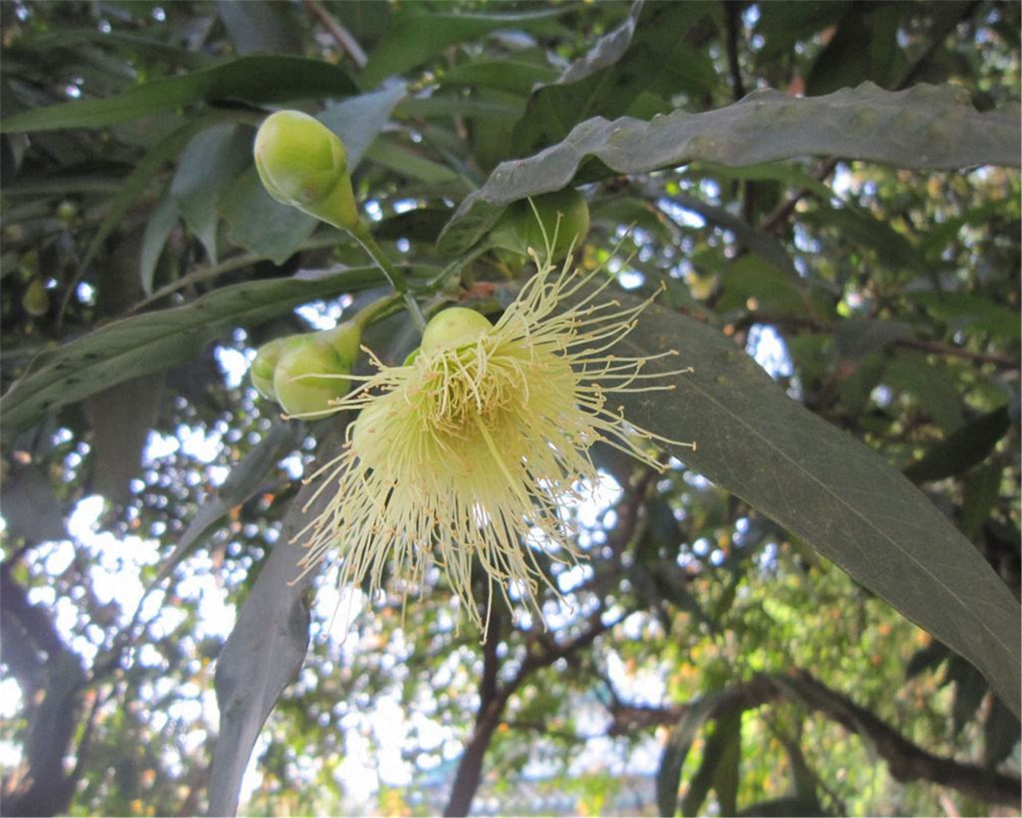  p>海南蒲桃(学名: i>syzygium hainanense /i> chang et miau)是