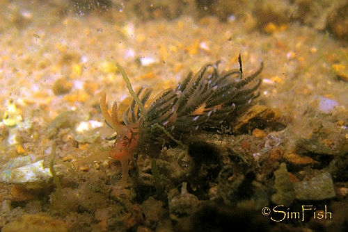  p>刺丝囊系有刺胞动物所特有的微细构造,大量藏于体表(特别是触手)