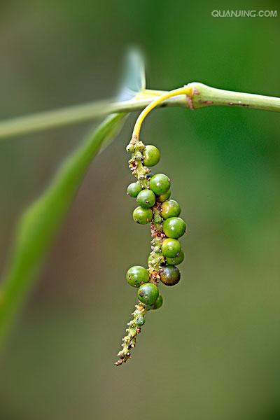  p>黑胡椒(学名:piper nigrum),是 a href="#" data-lemmaid="2541979