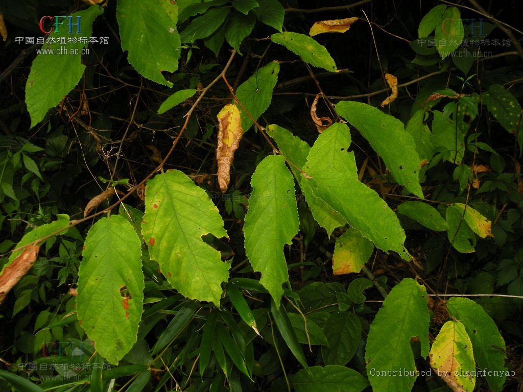  p>牛鼻栓属(学名:fortunearia rehd.