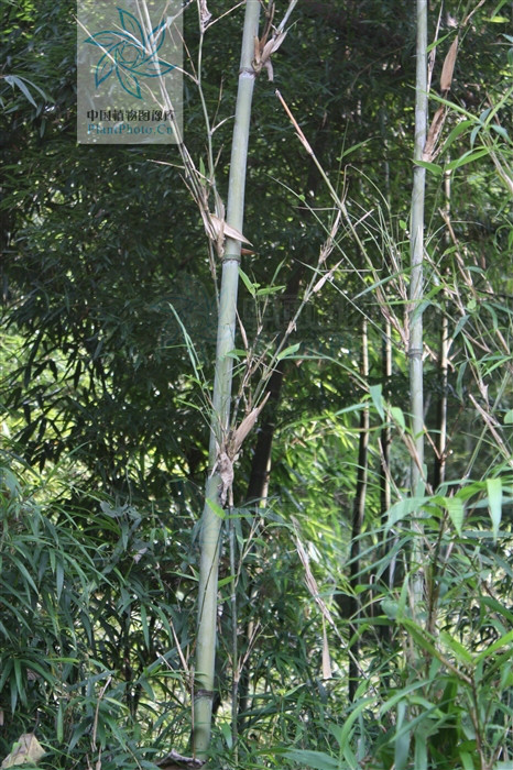 pseudosasa orthotropa