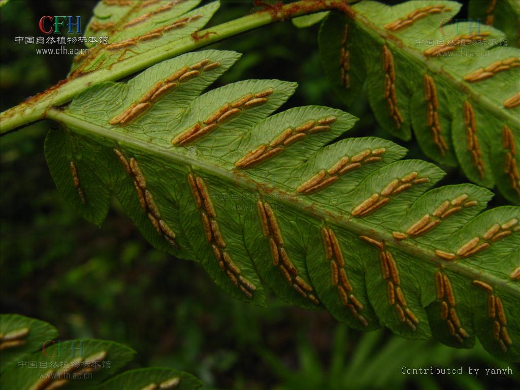  p>狗脊属(学名:woodwardia smith)是乌毛蕨科下一个属,约12种,分布于