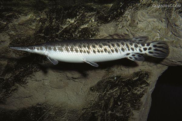 斑点雀鳝