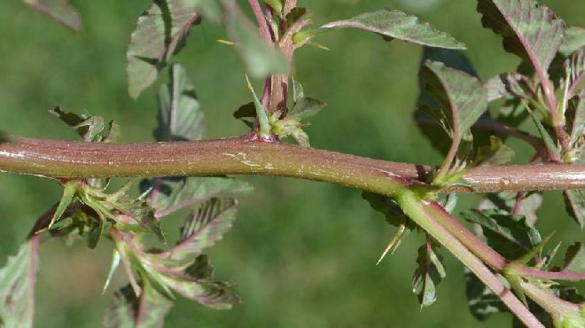  p>刺苋(学名: i>amaranthus spinosus /i> l.