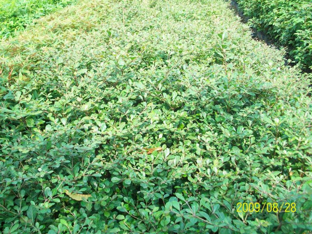 lemmaid="122340">台湾),山苦楝,檫树,贼仔树,鹤木