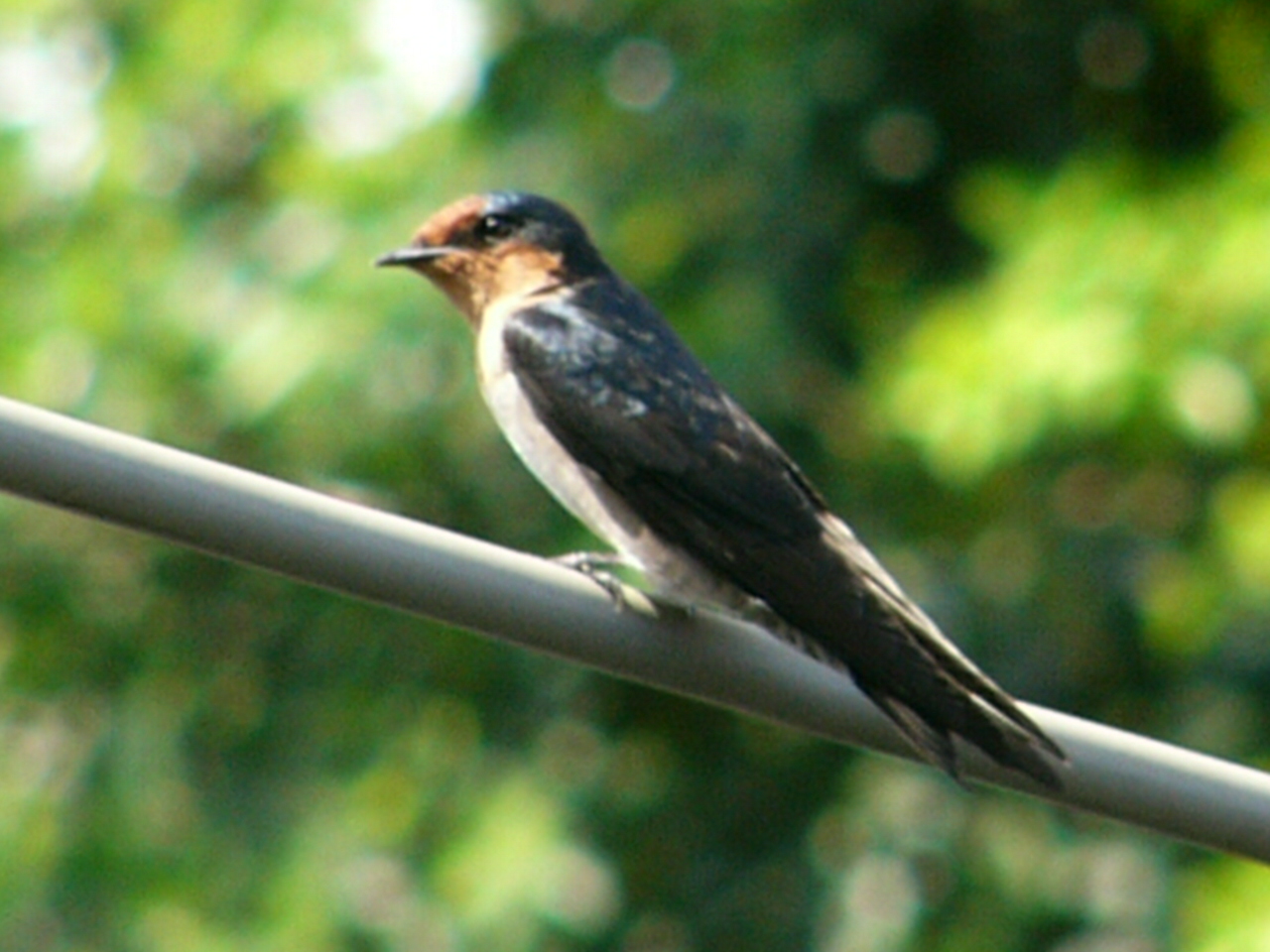  p> a href="#" data-lemmaid="3516708">脊索动物门 /a>, a href="#"