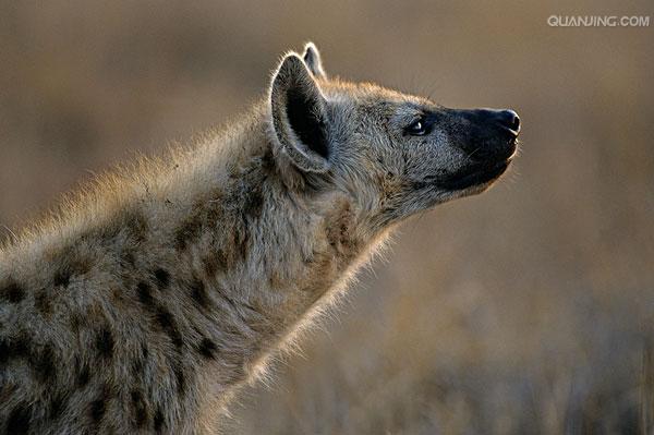  p>斑鬣狗(学名: i>crocuta crocuta /i>):又名斑点鬣狗,体长约95-160