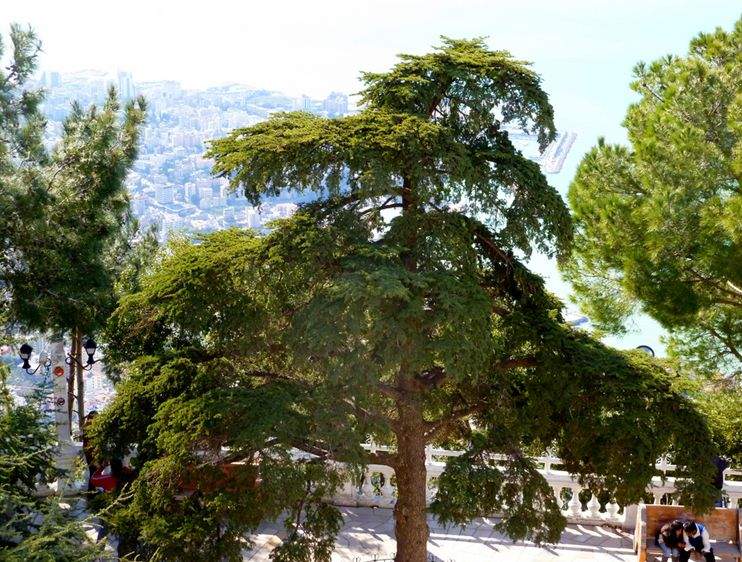 常绿乔木,树冠尖塔形,大枝平展,小枝略下垂.