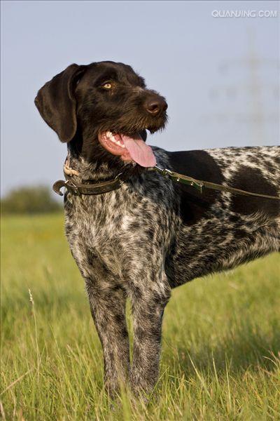  p>沙克犬,又称猎羚犬或拉伯狩猎犬或波斯灵提或者沙路奇猎犬.