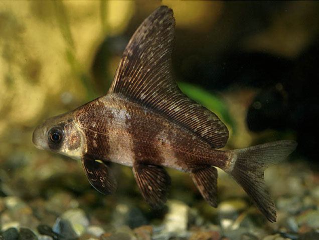  p>胭脂鱼(学名: i>myxocyprinus asiaticus /i>)是胭脂鱼科,胭脂鱼属