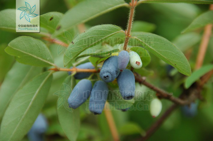  p data-id="tbnogliesxfa">蓝靛果(变种),为蓝果忍冬的异名,是忍冬科