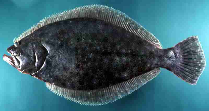  p>牙鲆属, i>paralichthys  /i>(girard, 1858), a href="#">鲽形目 