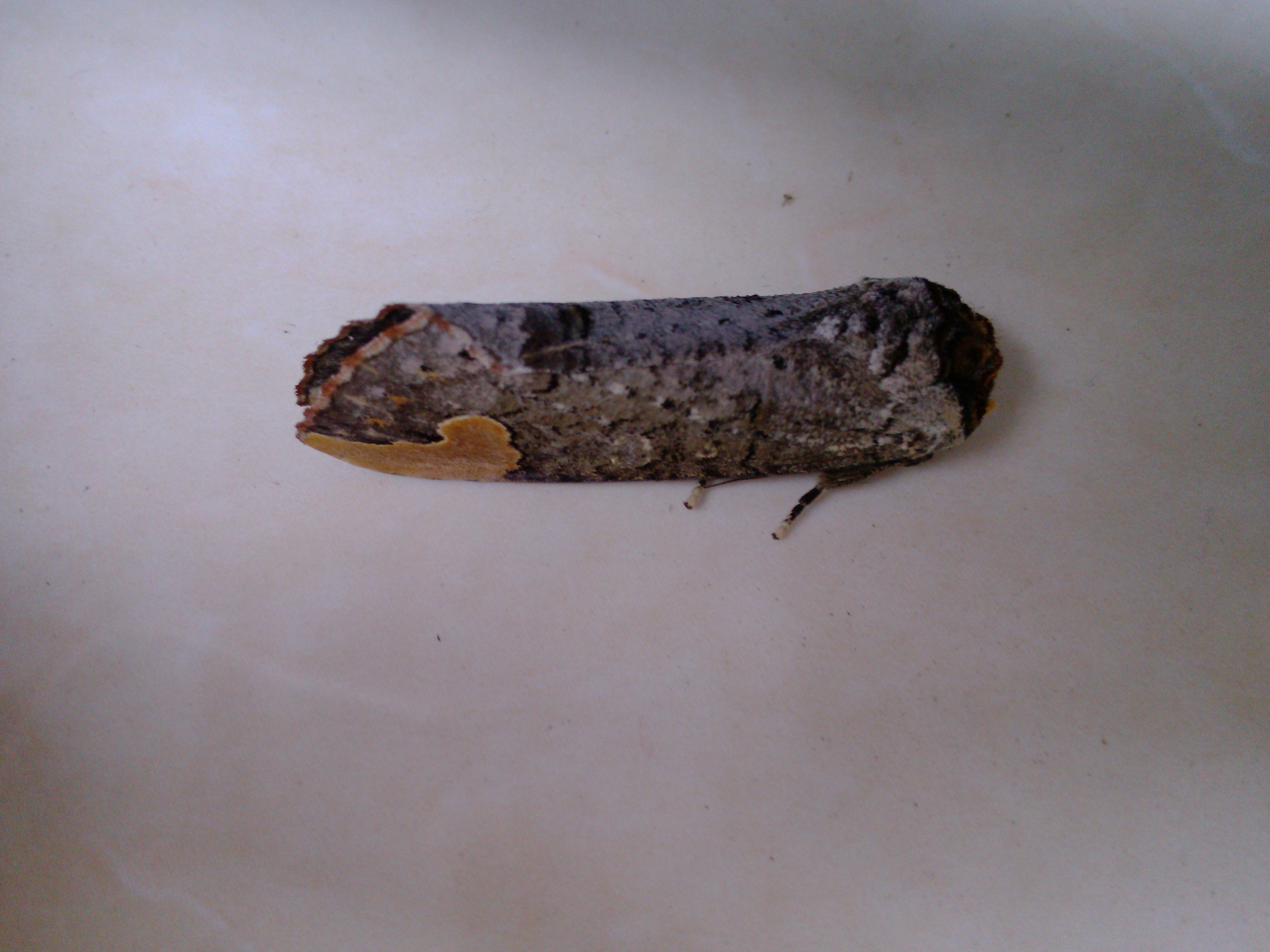  p>榆掌舟蛾( i>phalera takasagoensis /i>&nbsp;matsumura,1919