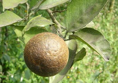  p>锈蜘蛛,又称锈瘿螨,锈壁虱,也称柑橘锈蜘蛛,辞海学名橘皱叶刺瘿螨