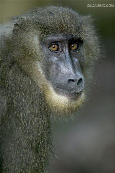 mandrillus leucophaeus