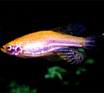 金斑马鱼