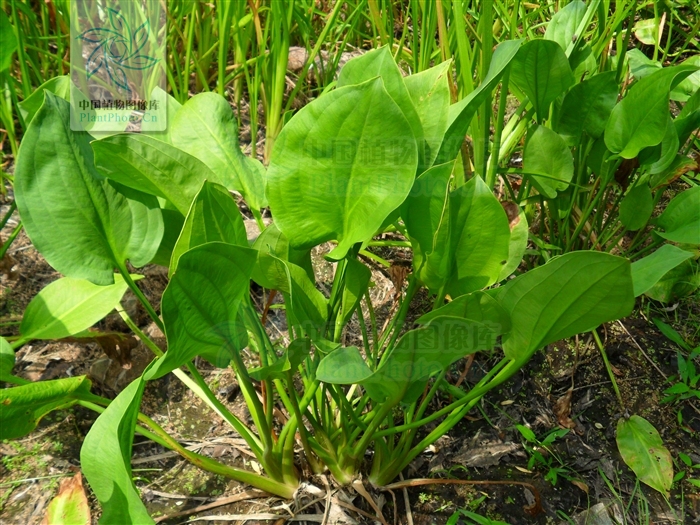 纲 /a>, a href="#" data-lemmaid="860867">泽泻科 /a>下的一个属,11