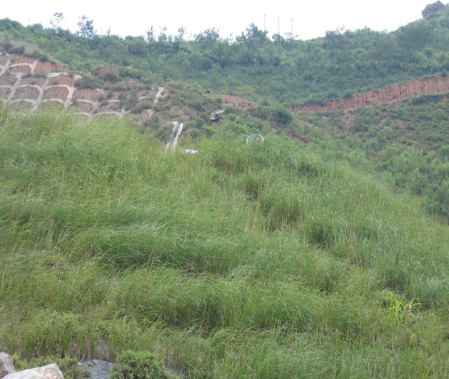  p>香根草(学名: i>vetiveria zizanioides /i> (l.