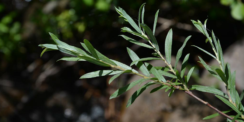  p>蒿柳(学名: i>salix viminalis /i> e. l.