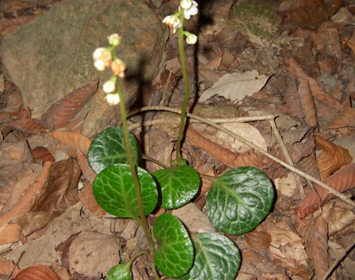  p>大理鹿蹄草, a href="#" data-lemmaid="3514470">多年生草本 /a>