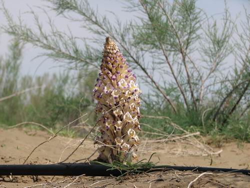  p>沙苁蓉,植株高15--70厘米.