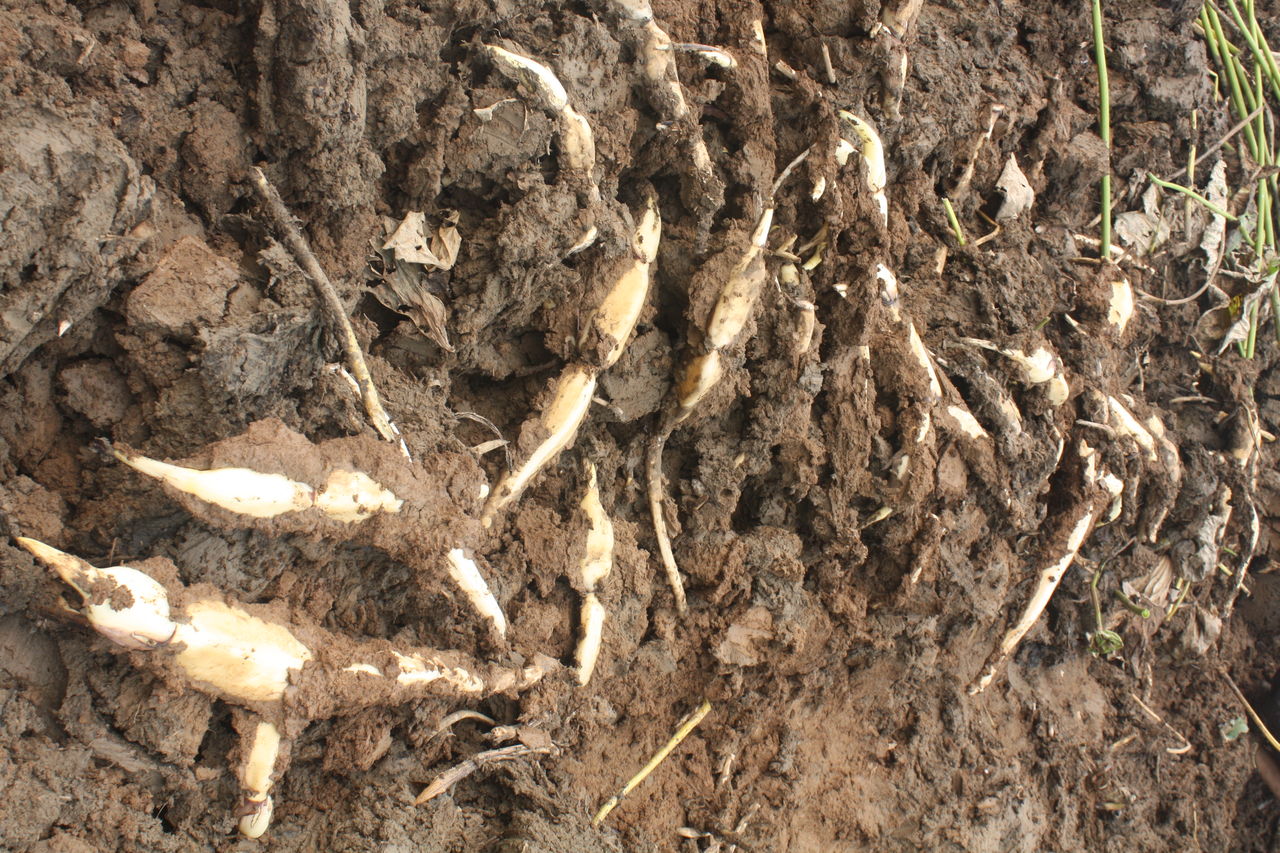 ">莲藕 /a>,属 a href="#" data-lemmaid="8238969">莲科 /a>植物根茎