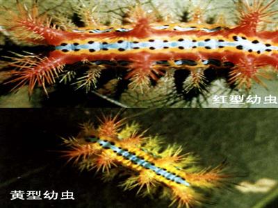  p>桑褐刺蛾是鳞翅目刺蛾科桑褐刺蛾属的一种昆虫.