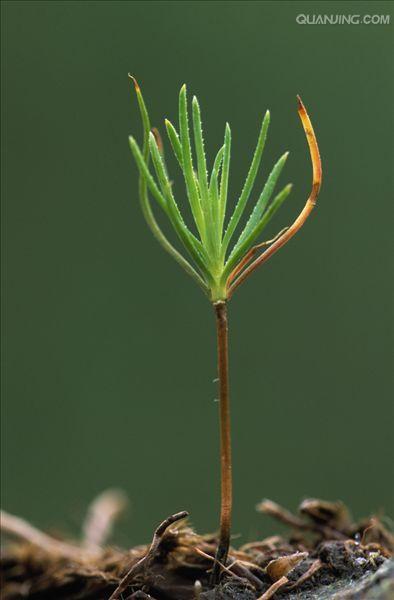 p>松属(拉丁学名:pinus linn) a data-lemmaid="3069319">松科 /a>