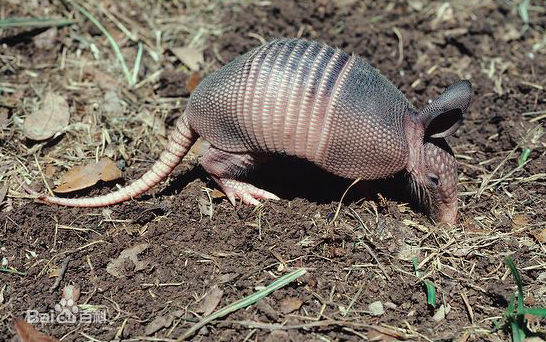 common long-nosed armadillo
