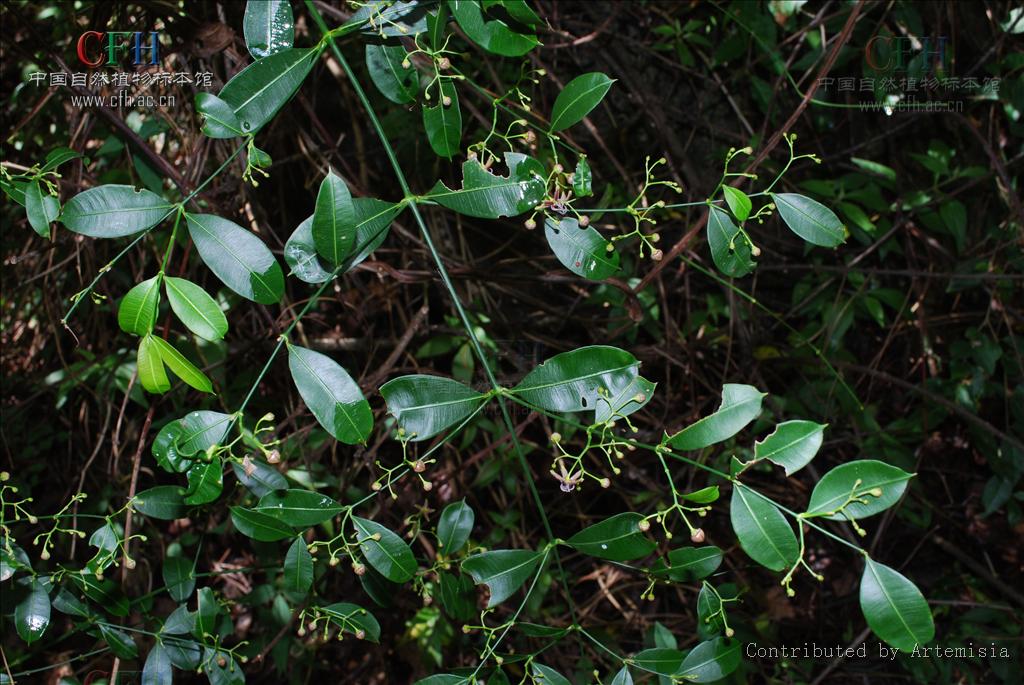  p data-id="gnwut0a9ll">富宁藤( i>parepig