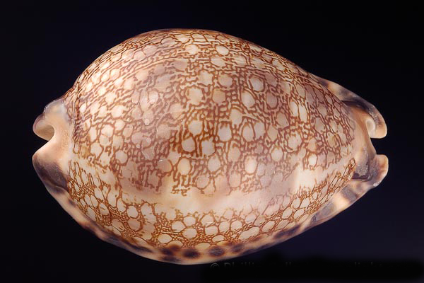  p>花枕宝螺(学名:mauritia eglantina)是 a href="#">腹足纲 /a> a