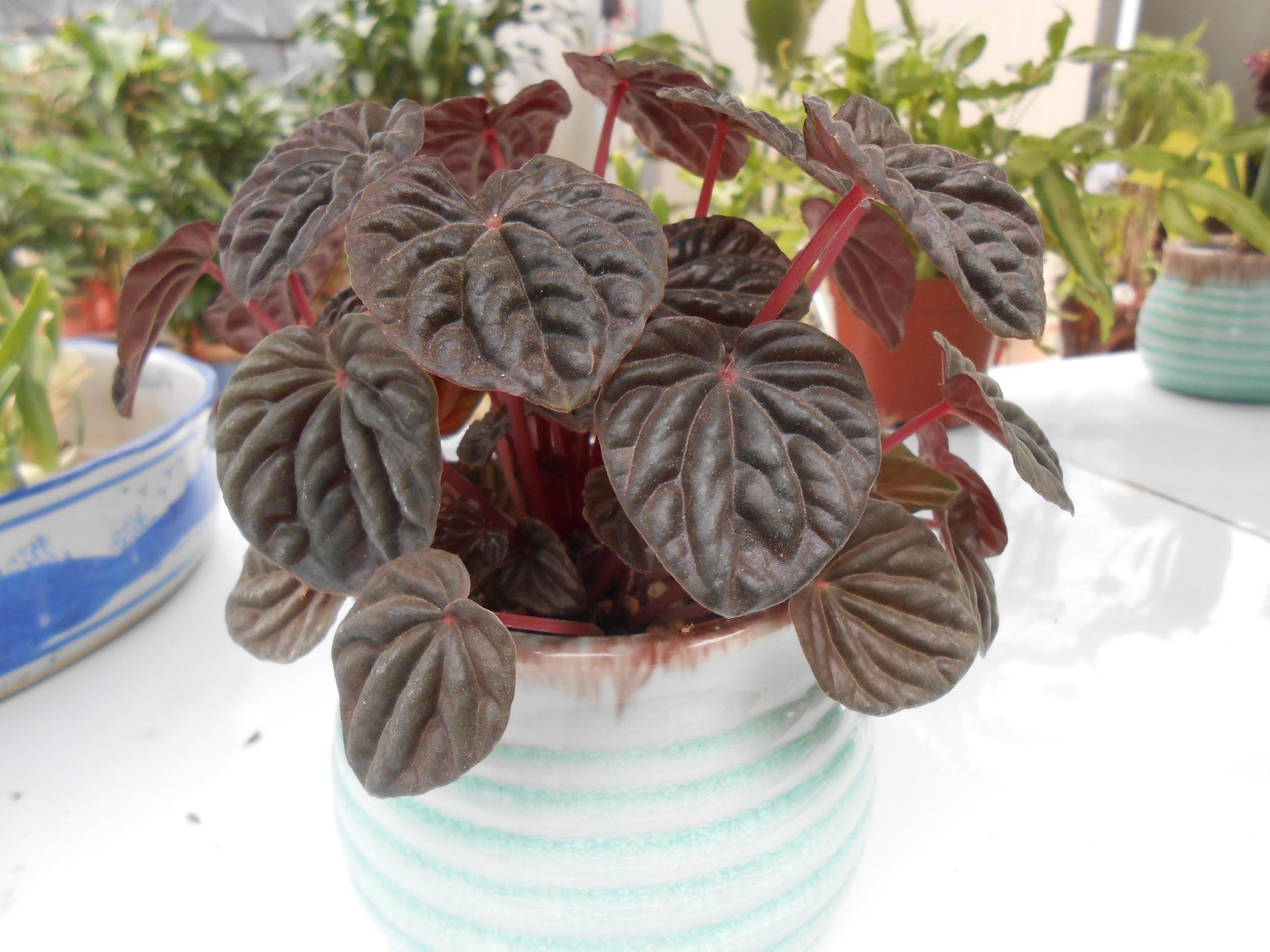  p>皱叶椒草科属胡椒科草 a href="#" data-lemmaid="455250">胡椒属 