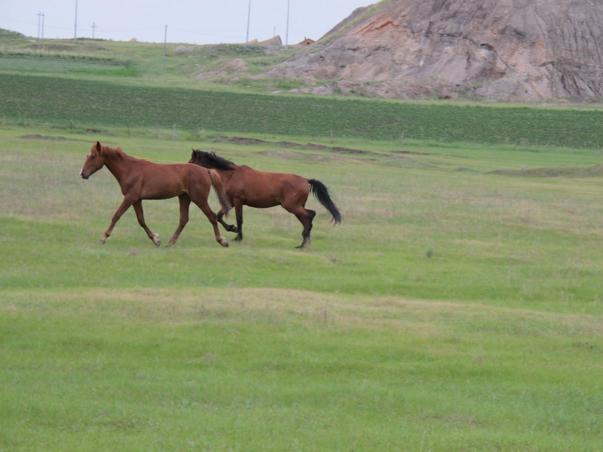  p data-id="gnbky30b92">三河马,中国内蒙古呼伦贝尔市海拉尔区特产
