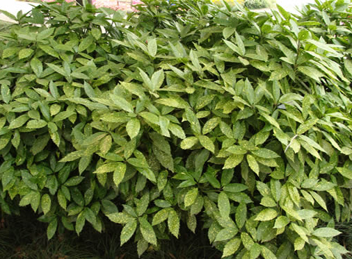  p>桃叶珊瑚( i>aucuba chinensis /i> benth.