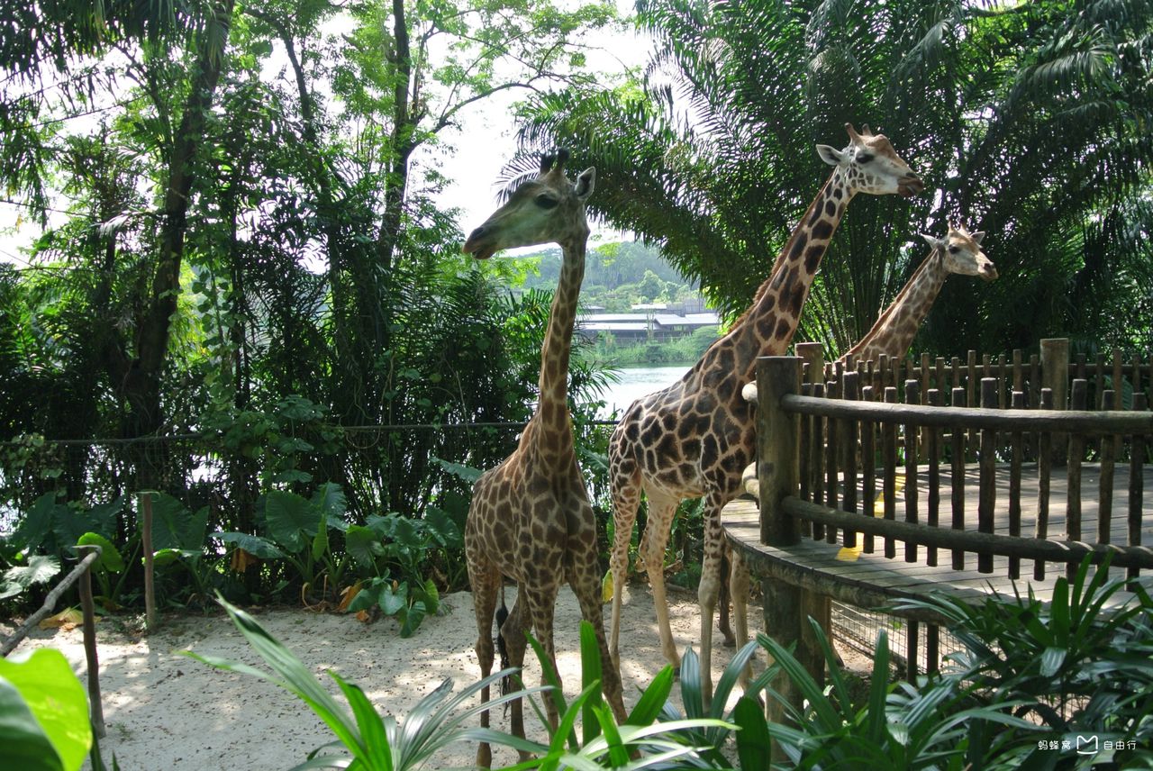  p>新加坡动物园(singapore zoo)位于 a target="_blank" href="/item