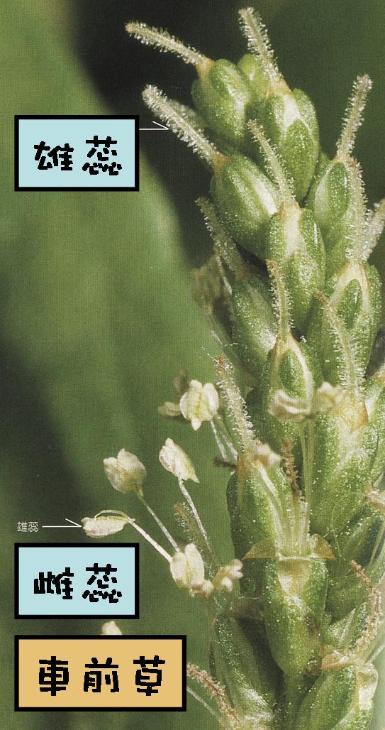 有的植物 a target="_blank" href="/item/雄蕊/2375527" data-lemma