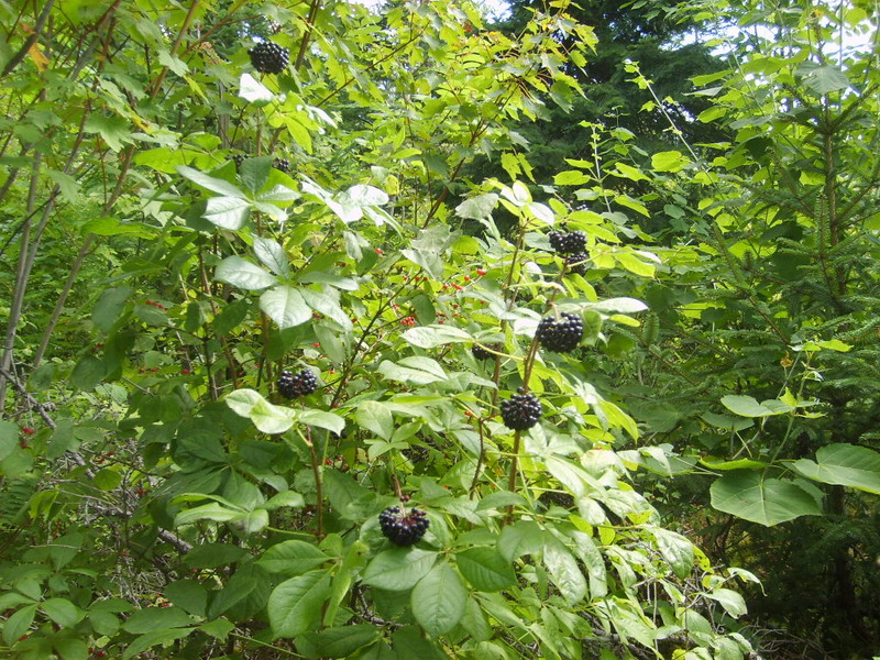  p>刺五加(拉丁学名: i>acanthopanax senticosus  /i>(rupr. maxim.