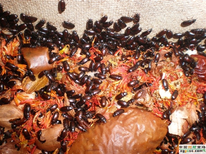  p>九龙虫是鞘翅目拟步行虫科的一种昆虫,别名"洋虫",分布于东南亚