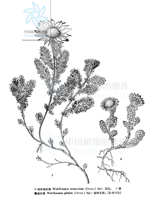 waldheimia tomentosa (decne.) regel